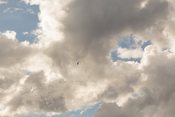 Photo of bird flying against clouds on blue sky