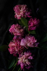 Obraz premium Withered pink peonies on a dark background. Low key.top view