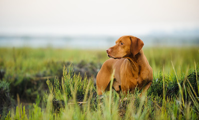 Vizsla dog standing in reeds