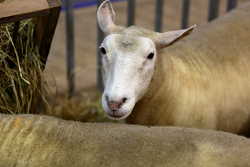 Sheep in the metal yard on farm
