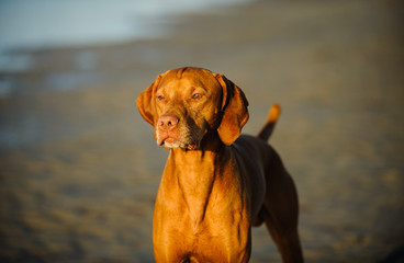 Vizsla dog at beach with low tide