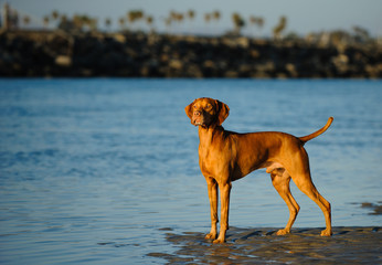 Vizsla dog standing on beach shore