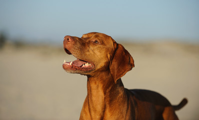 Vizsla dog portrait at sand beach
