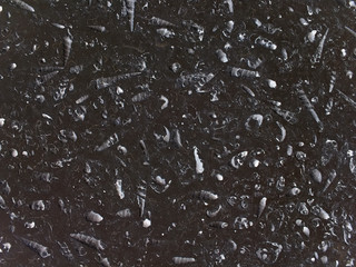 many fragments of white fossil shells in dark rock