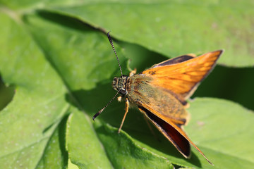 Macro view of vibrant butterfly on green leaf background
