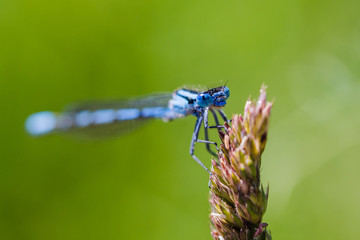 Common Blue Damselfly roosting