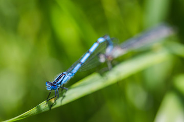 Common Blue Damselfly mating