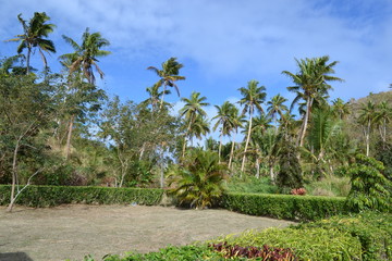 palms in the fijis