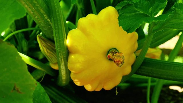 Yellow Pattypan squash 