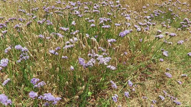 natural field of sea-lavender