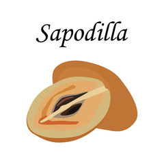 Sapodilla Vector illustration.