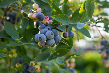 Blueberries