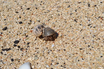 crab