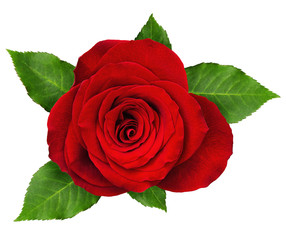 Red rose flower rosette with leaves