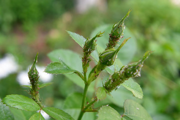 Attack of aphids on a fresh rose in the garden