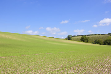 hillside pea crop