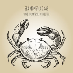 Vector linear illustration of crab  isolated on paper background. Hand drawn sketch vector © Shalyapina