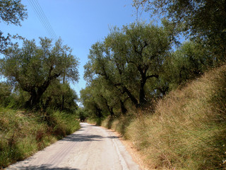 road in an olive grove
