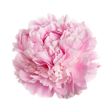 A flower gently pink peony isolated on white background.