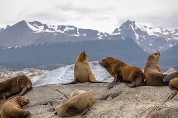 Foto auf Alu-Dibond Sea Lions island - Beagle Channel, Ushuaia, Argentina © diegograndi