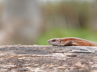 Lizard sitting on old log in nature