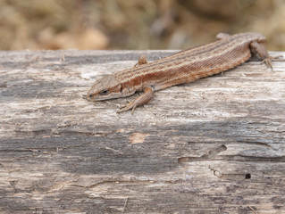 Little brown lizard sitting on old log in nature
