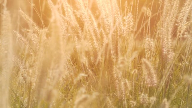Dry grass in the sun lights in the summer sunset swinging in the wind. Small depth of field