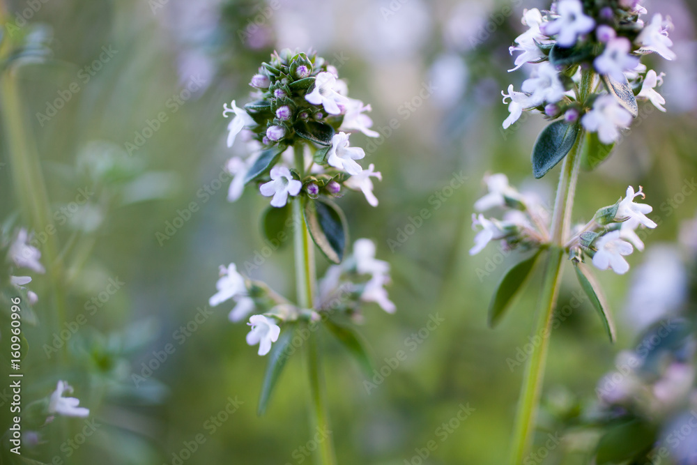 Poster Lemon thyme