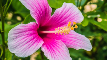 Hibiscus rosa-sinensis beautiful bright coloured tropical flower