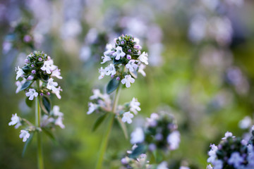 Lemon thyme