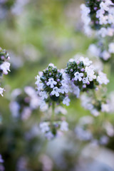 Lemon thyme