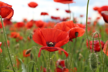 Naklejka premium Papaver rhoeas (Common Poppy)