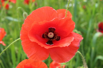 Fototapeta premium Papaver rhoeas (Common Poppy)