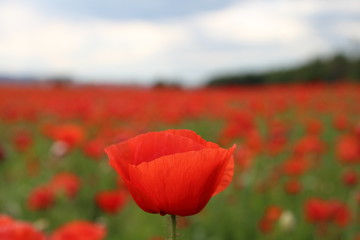 Naklejka premium Papaver rhoeas (Common Poppy)