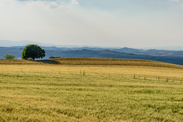 Rural landscape of valleys in summer in the province of siena in tuscany italy