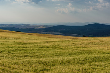 Fototapeta premium Rural landscape of valleys in summer in the province of siena in tuscany italy