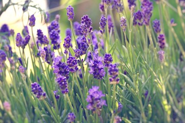 Grußkarte - Lavendel