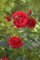 Classic red rose