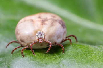 Filled with blood the tick sits on a green leaf