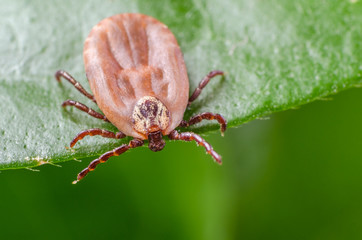 The tick is sitting on a green leaf