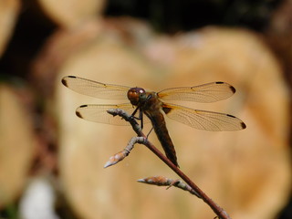 Dragonfly