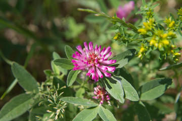 The Red Clover (Trifolium pratense)