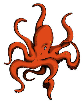 Octopus. Vector color illustrations. Isolated on white background