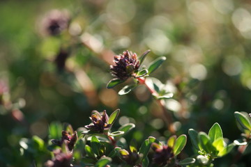 Flowering thyme