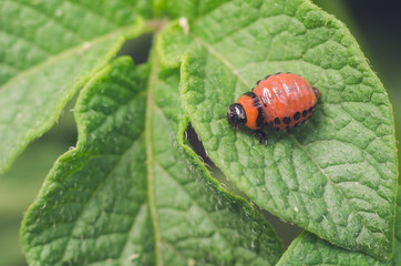 Red larva of the Colorado potato beetle eats potato leaves