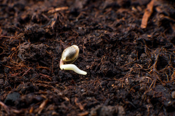 Cannabis seeds in the soil, germination and cultivation of plants