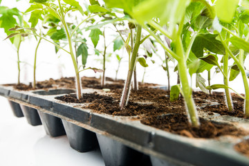  seedlings plants in a cassette on a white background