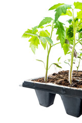 Seedlings tomatoes cassette