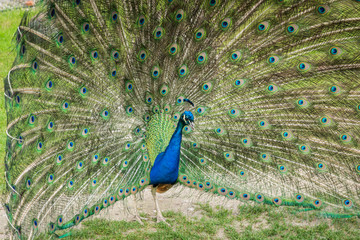 Obraz premium beautiful blue peacock with its feathers out