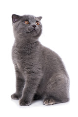 Katze sieht nach oben